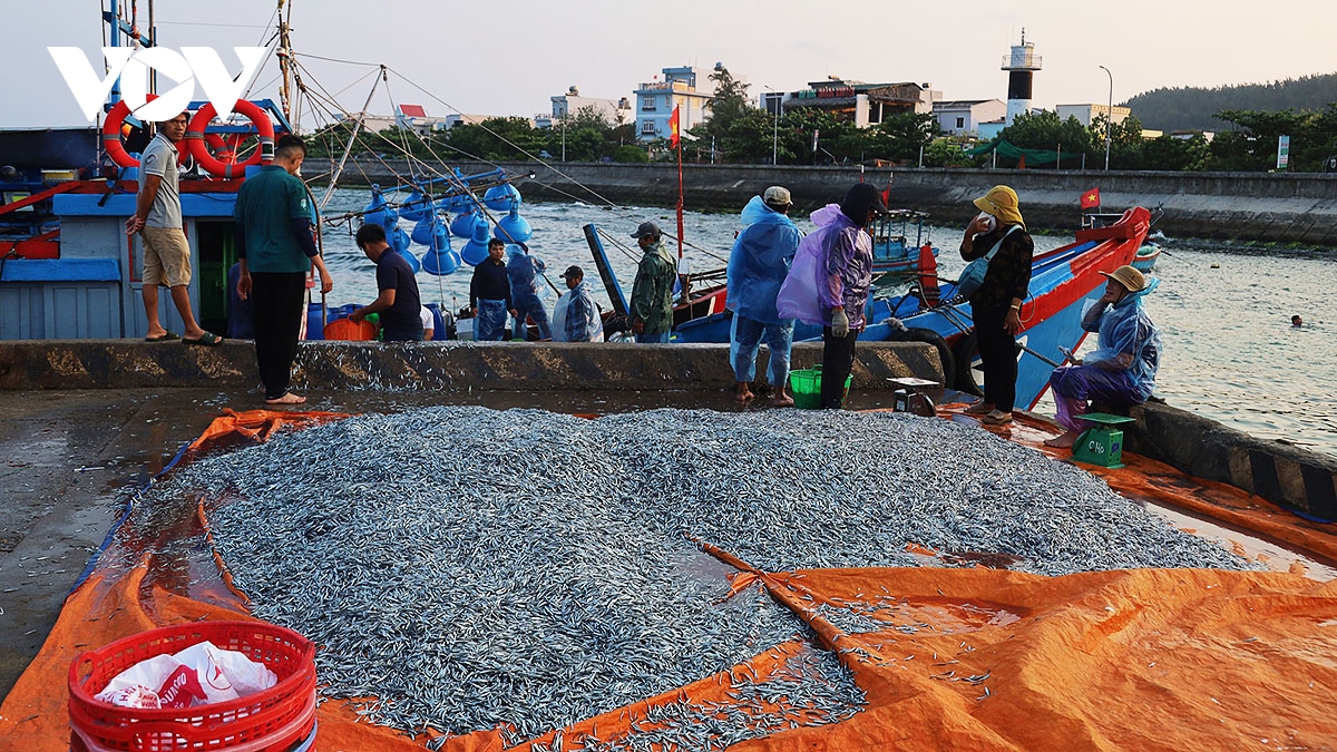 Mẻ cá cơm hơn 1 tấn được đưa lên bờ. 
