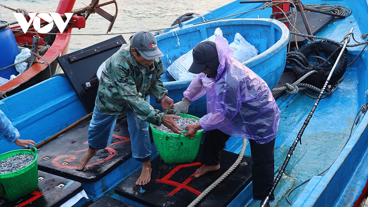 Ngư dân đưa cá cơm lên bờ.