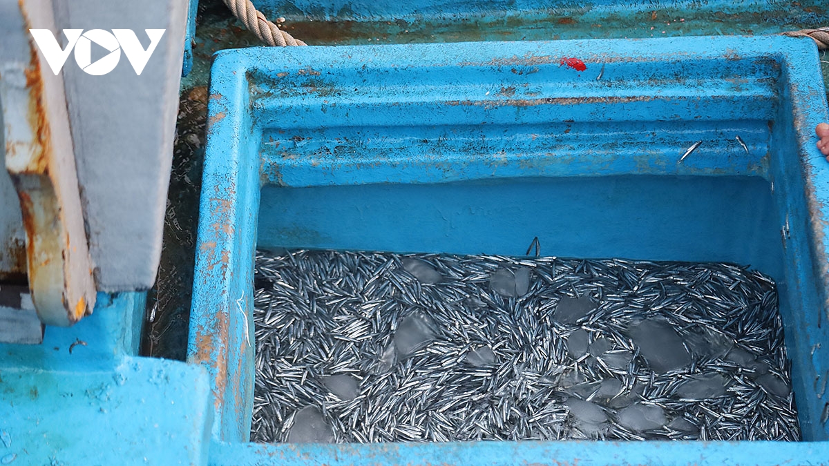 Mỗi mẻ lưới không chỉ là nguồn thu nhập, mà còn là kết tinh của kinh nghiệm, của niềm tin vào biển cả.