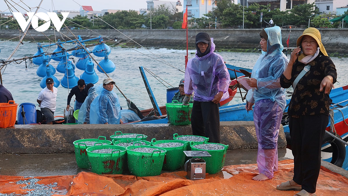 Thương lái xuống tận cảng để thu mua cá cơm. 