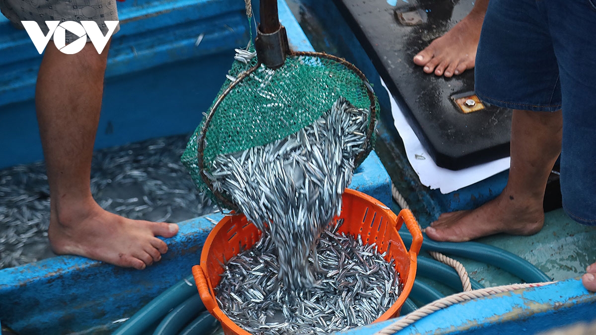 Cá cơm tươi. 