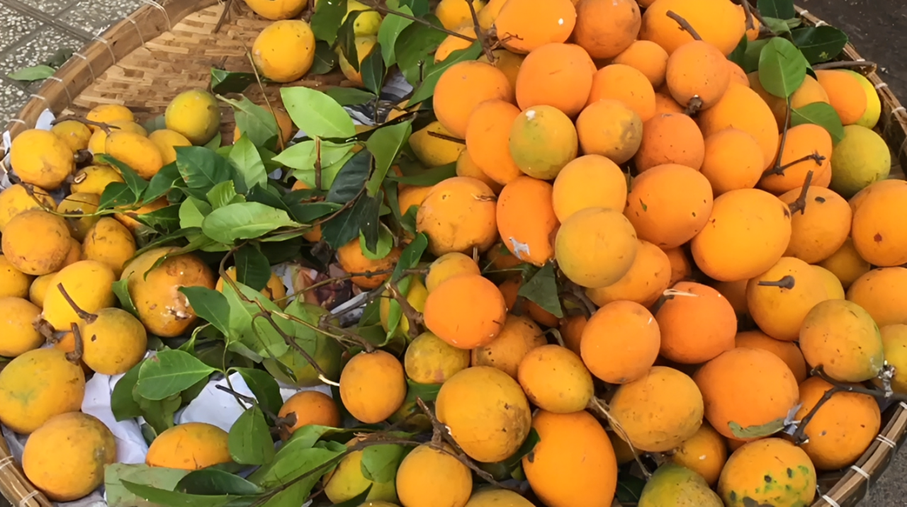 Mùa quả gùi chín thường bắt đầu từ khoảng tháng 4, tháng 5 dương lịch hằng năm. Ảnh: SG Nguyen