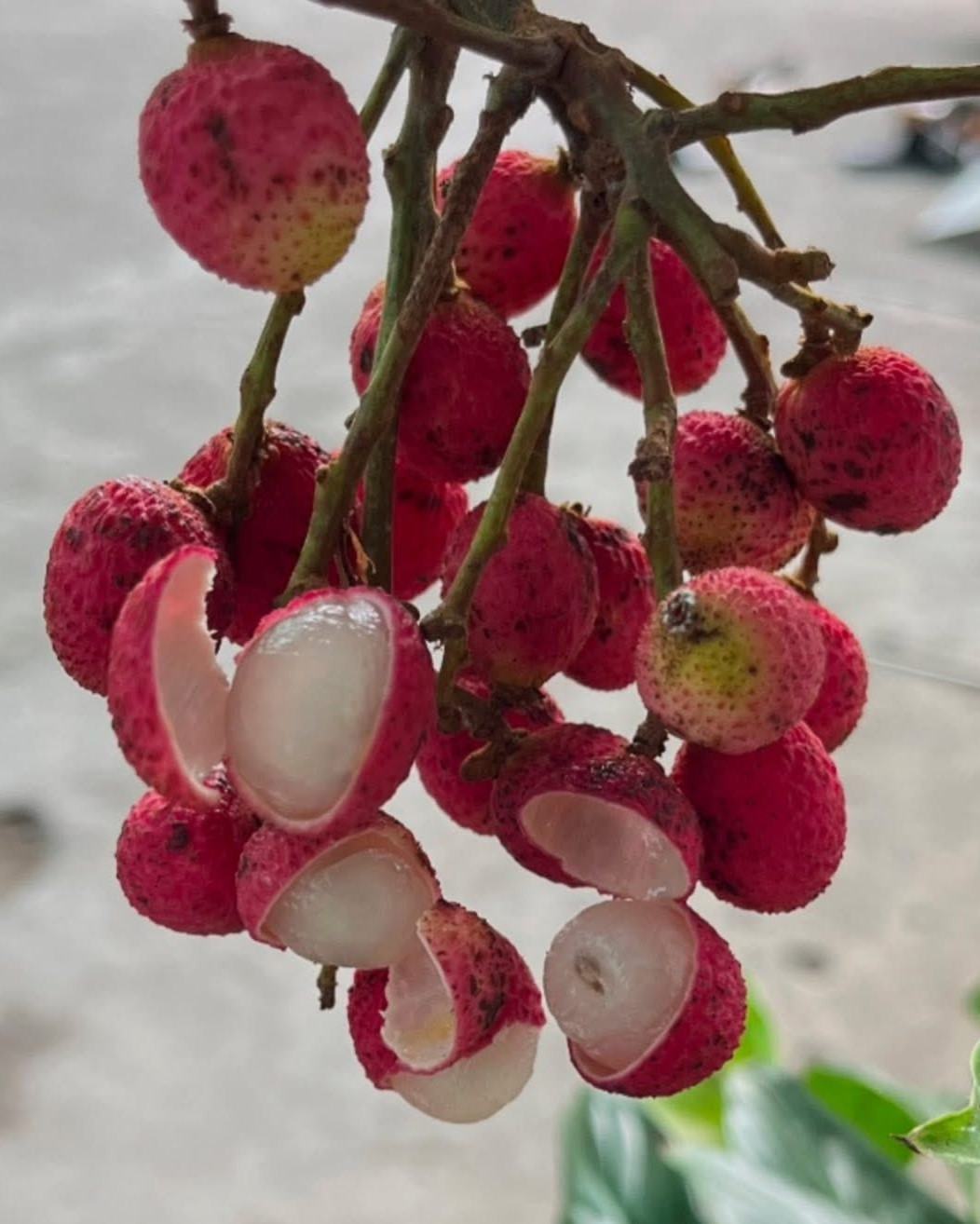 Mùa trường thường kéo dài khoảng 2 tháng, từ cuối tháng 4 đến giữa tháng 6 dương lịch. Ảnh: Thu Thao, Thanh Huyền
