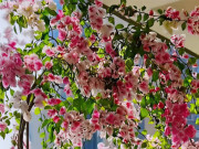 Nhà đẹp - 5 cây cảnh cực dễ trồng ở ban công, ít chăm vẫn xanh mướt