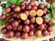 Lifestyle - 5 quả đặc sản ở An Giang mọc chi chít, vị chua ngọt lạ miệng hấp dẫn du khách