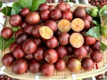 5 quả đặc sản ở An Giang mọc chi chít, vị chua ngọt lạ miệng hấp dẫn du khách