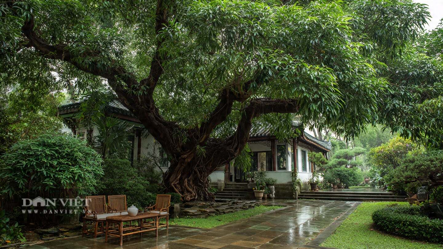 Người xưa cho rằng, loài cây này là một quý ông giữa rừng cây