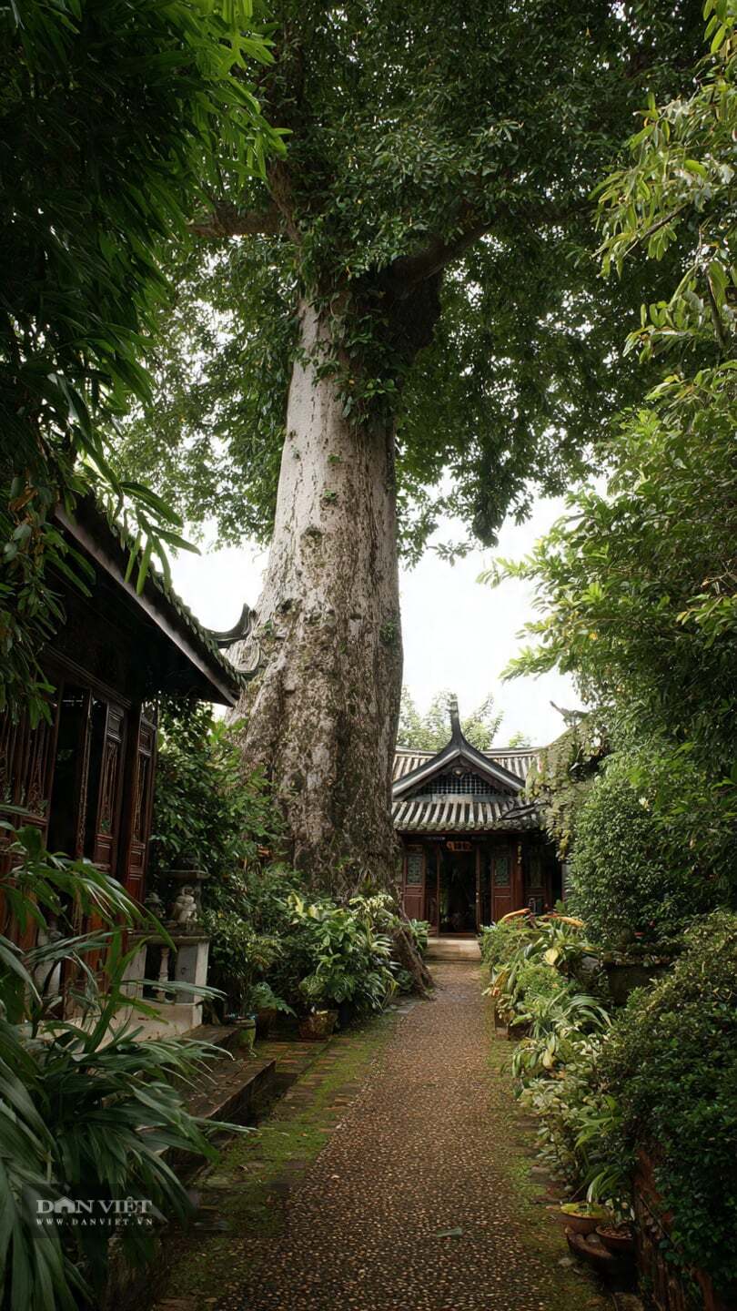 Theo người xưa, loài cây này tượng trưng cho may mắn