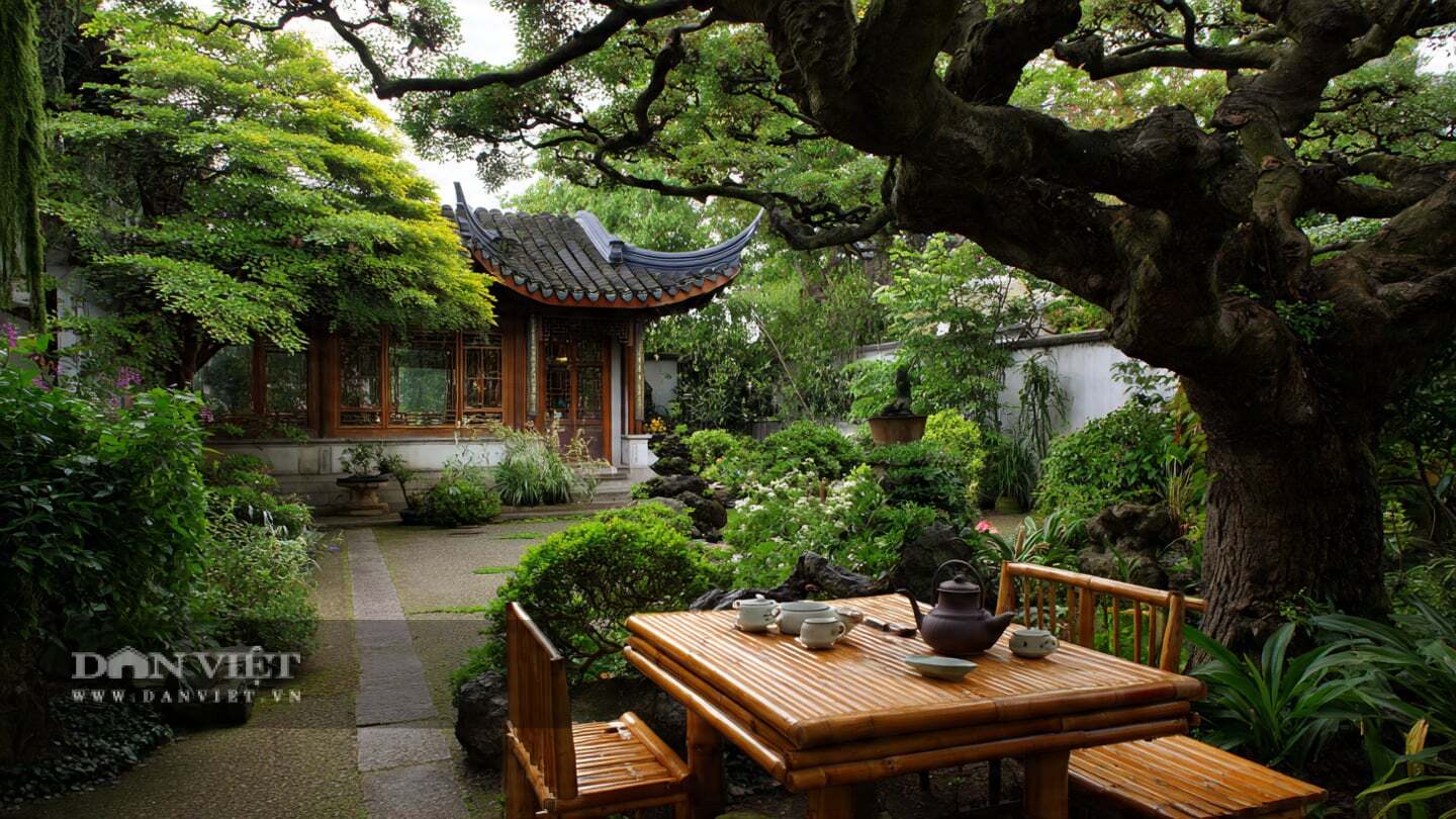 Theo người xưa, loài cây này mang ý nghĩa cát tường.