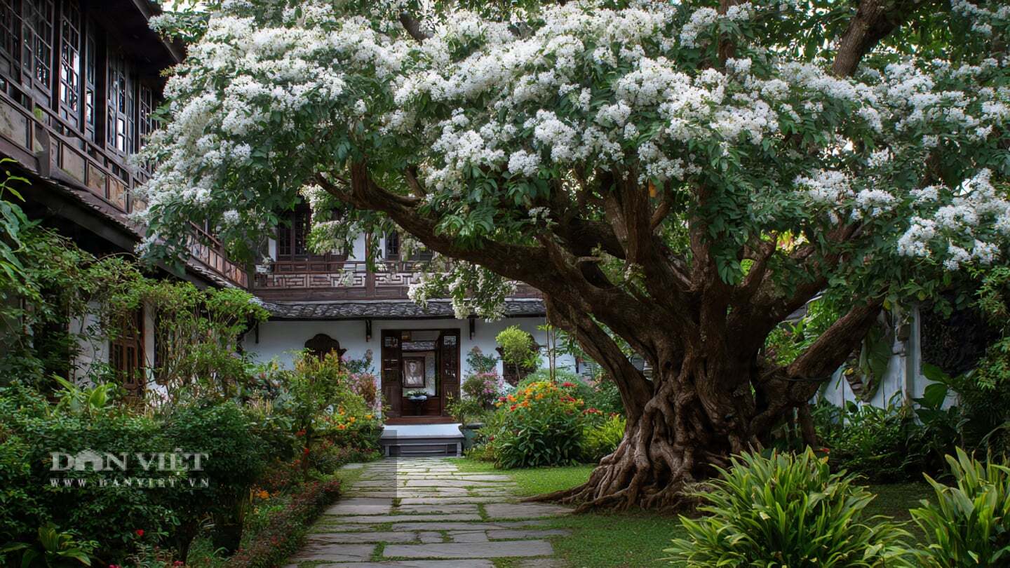 Người xưa cho rằng, cây sưa có tác dụng chiêu tài, vượng khí – biểu tượng thịnh vượng và may mắn.