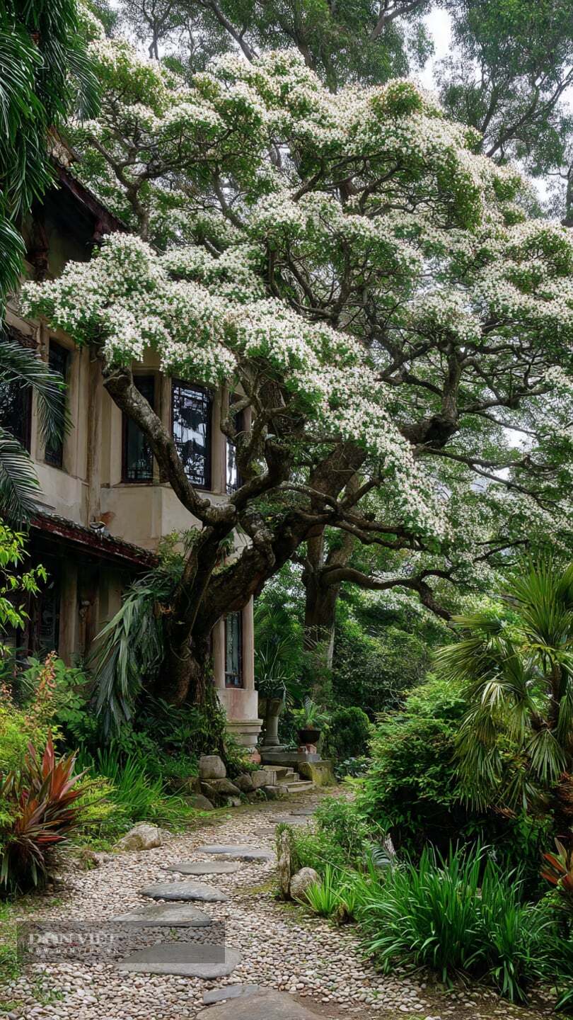 Người xưa cũng tin gỗ sưa đỏ giúp “trừ tà khí”