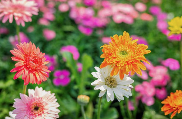 Cuộc đời của người sinh tháng 2 Âm lịch thường thuận lợi hơn nhiều người khác. Họ biết tận dụng cơ hội, biến thử thách thành động lực vươn lên. Ảnh minh họa