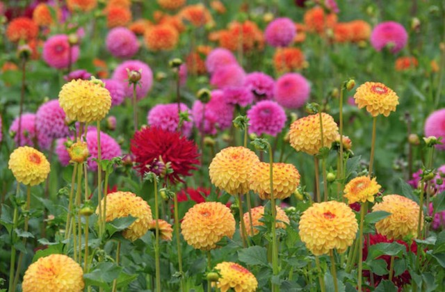 Cuộc sống của người sinh tháng 7 Âm lịch thường không quá ồn ào nhưng ổn định. Họ không chạy theo vật chất mà coi trọng sự an yên trong tâm hồn. Ảnh minh họa