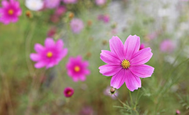 Cuộc đời của người sinh tháng 10 Âm lịch có thể không hoàn toàn bằng phẳng, nhưng càng về sau càng ổn định. Ảnh minh họa