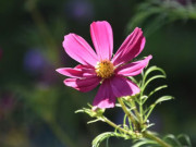 Eva tám - 4 tháng sinh Âm lịch mang số mệnh bình an: Càng sống càng hưởng phúc