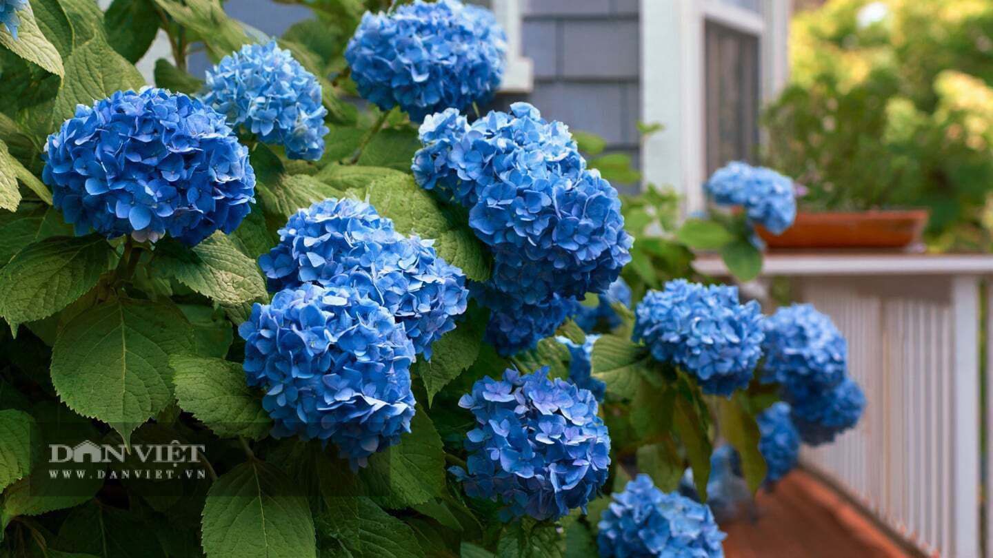 Khi đất quá kiềm, cây cảnh dễ bị úa lá