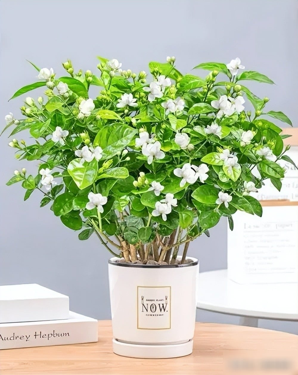 Hoa nhài là một trong những loài hoa có mùi thơm nhất