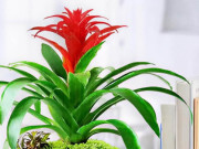 3 cây cảnh cho bàn làm việc: Đẹp, dễ sống, tăng năng lượng ngay lập tức