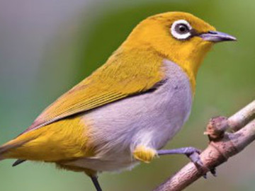 Ngày sinh Âm lịch "đẹp": Công danh ổn định, tuổi già thảnh thơi