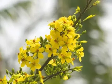 Mai vàng bung nở trên non thiêng Yên Tử