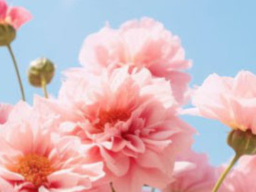 Giờ sinh Âm lịch của người phụ nữ sống nhẹ nhàng: Ít thị phi, nhiều phúc lộc