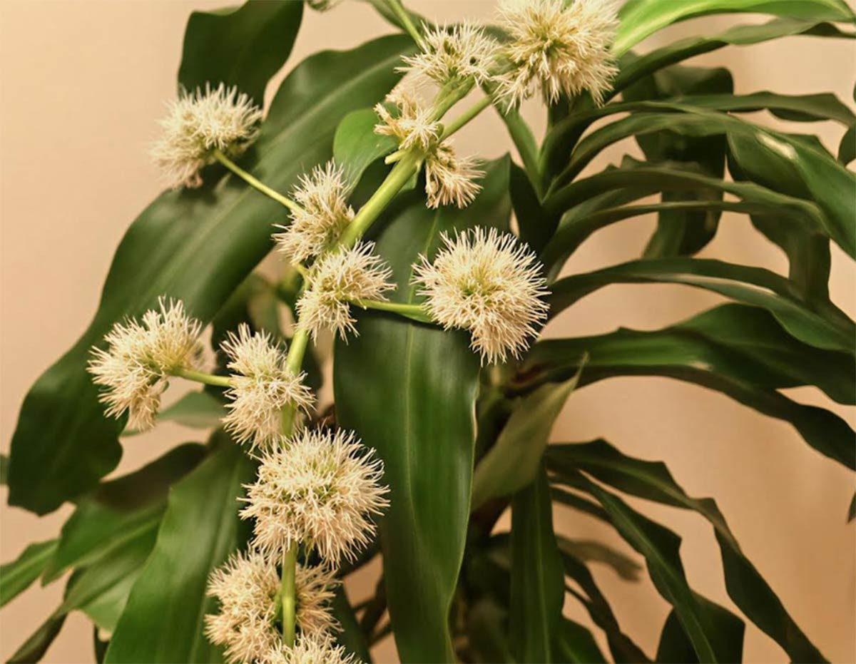 Cây thiết mộc lan khi nở hoa được coi là điềm báo may mắn, mang lại tài lộc bất ngờ cho người trồng. Ảnh: Gstatic