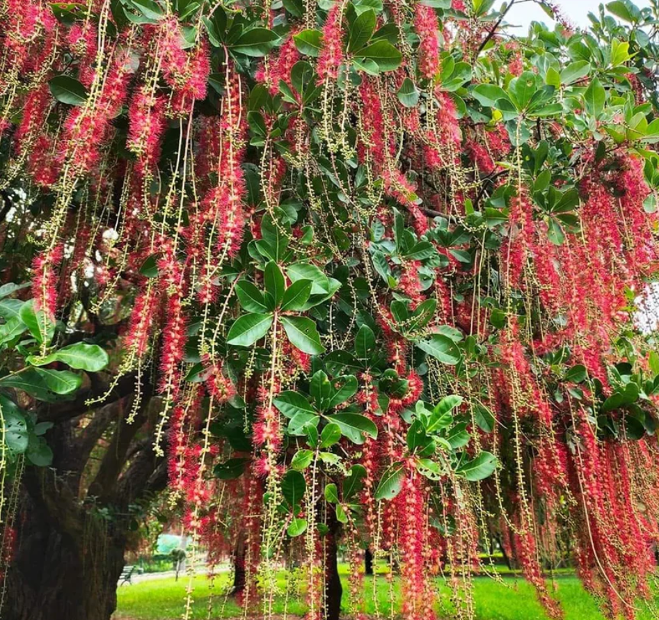 Những chuỗi hoa đỏ rực của cây lộc vừng không chỉ làm đẹp không gian mà còn là biểu tượng cho sự khởi đầu hanh thông, rực rỡ. Ảnh: Bloomica