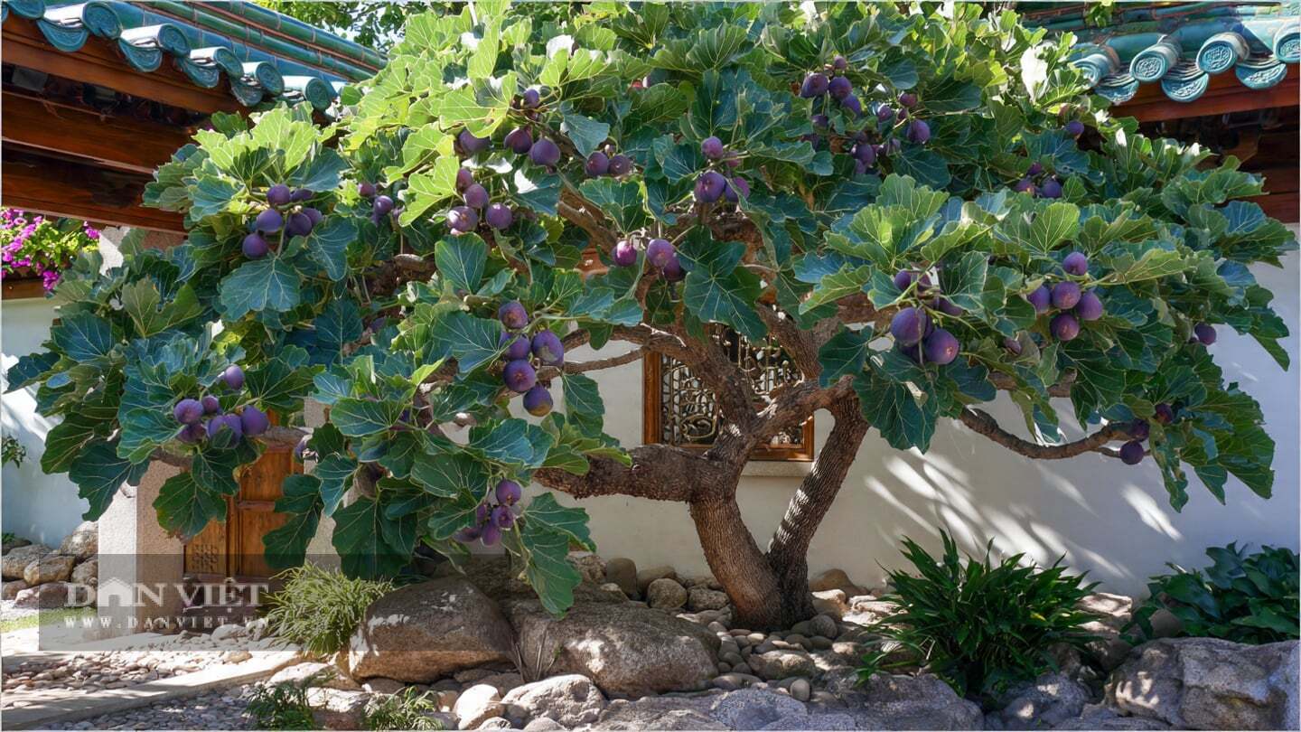 Cây cảnh sung Mỹ có ý nghĩa phong thủy tốt lành