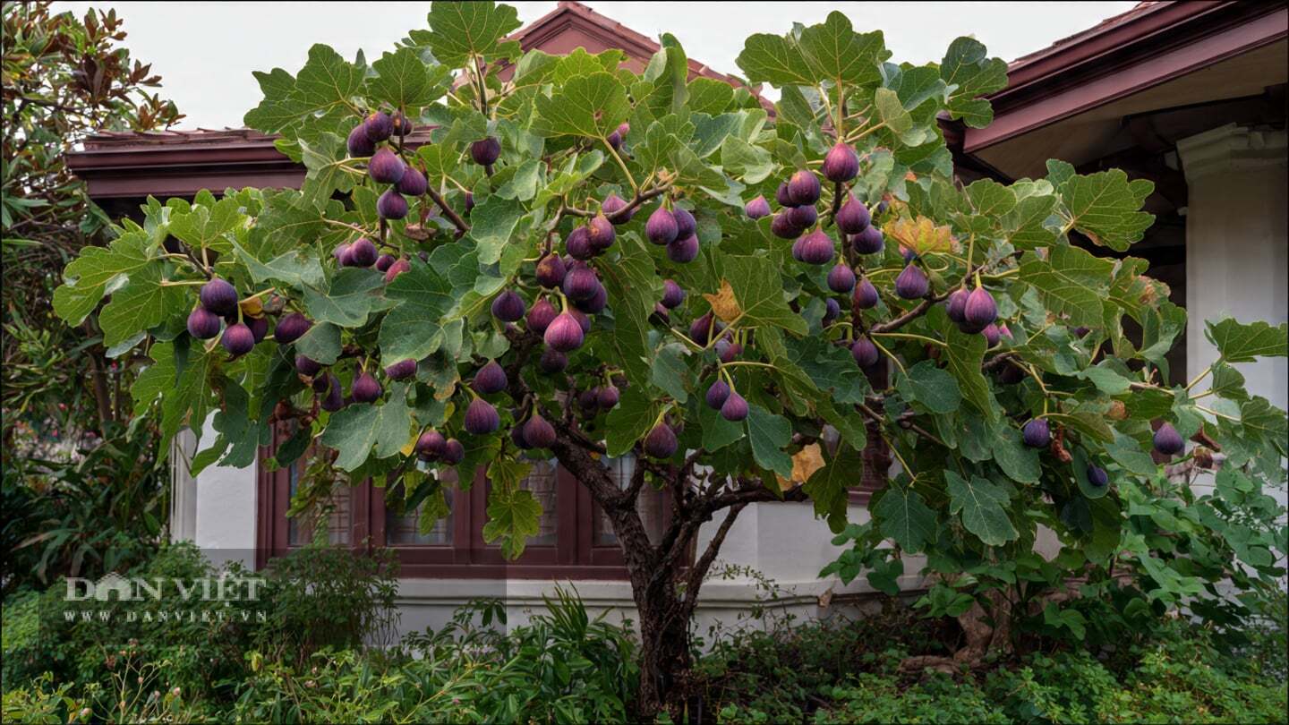 Một năm sau, bạn sẽ có trái ngọt để ăn.