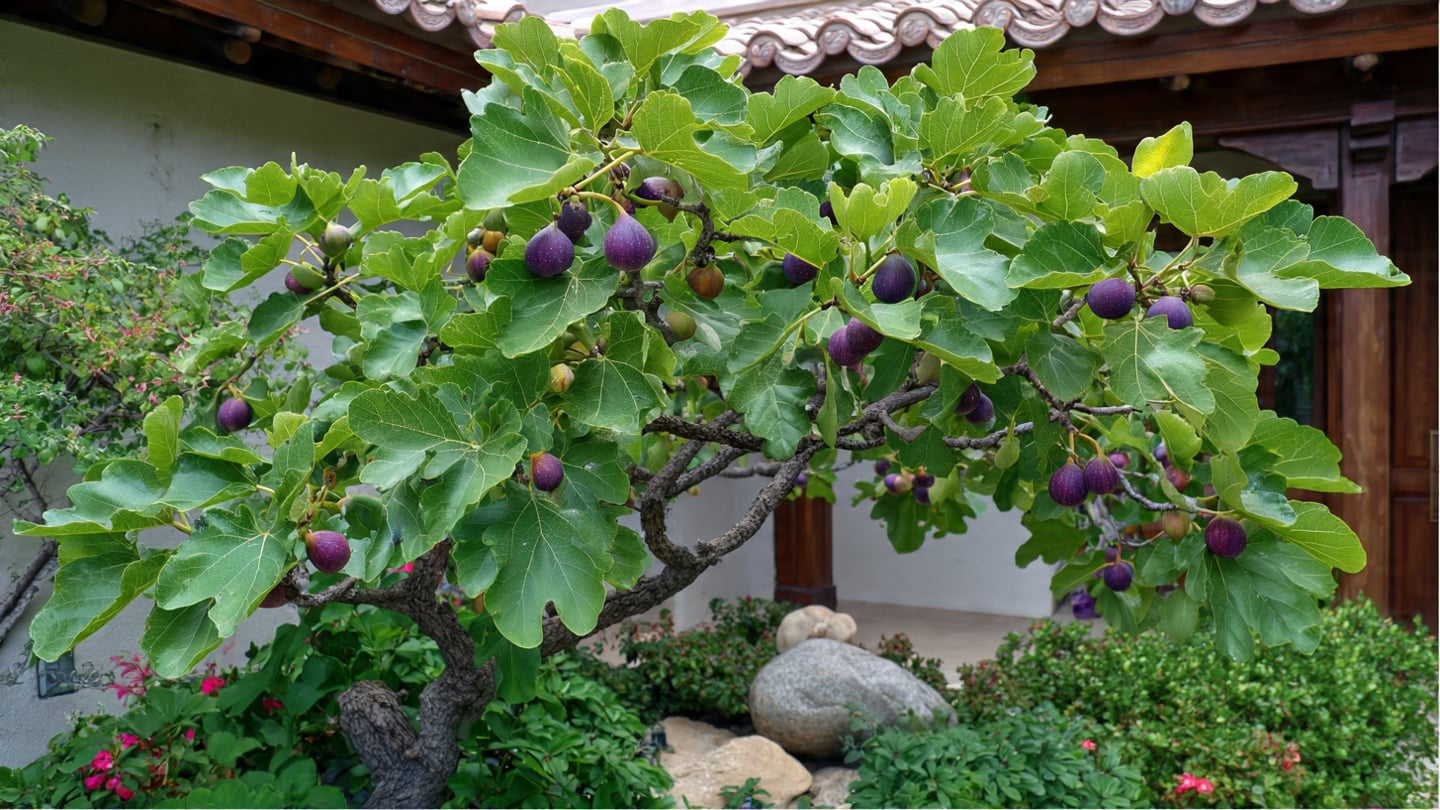 Cây cảnh sung Mỹ có thể trồng tốt ở ban công hay khu vườn nhỏ trước nhà.