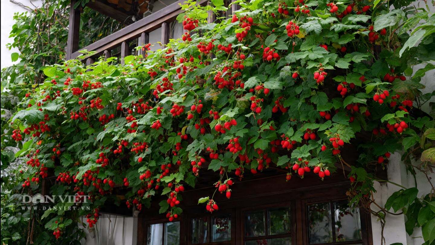 Tỷ lệ sống sót của cây cảnh này thực sự có thể đạt đến 99%.