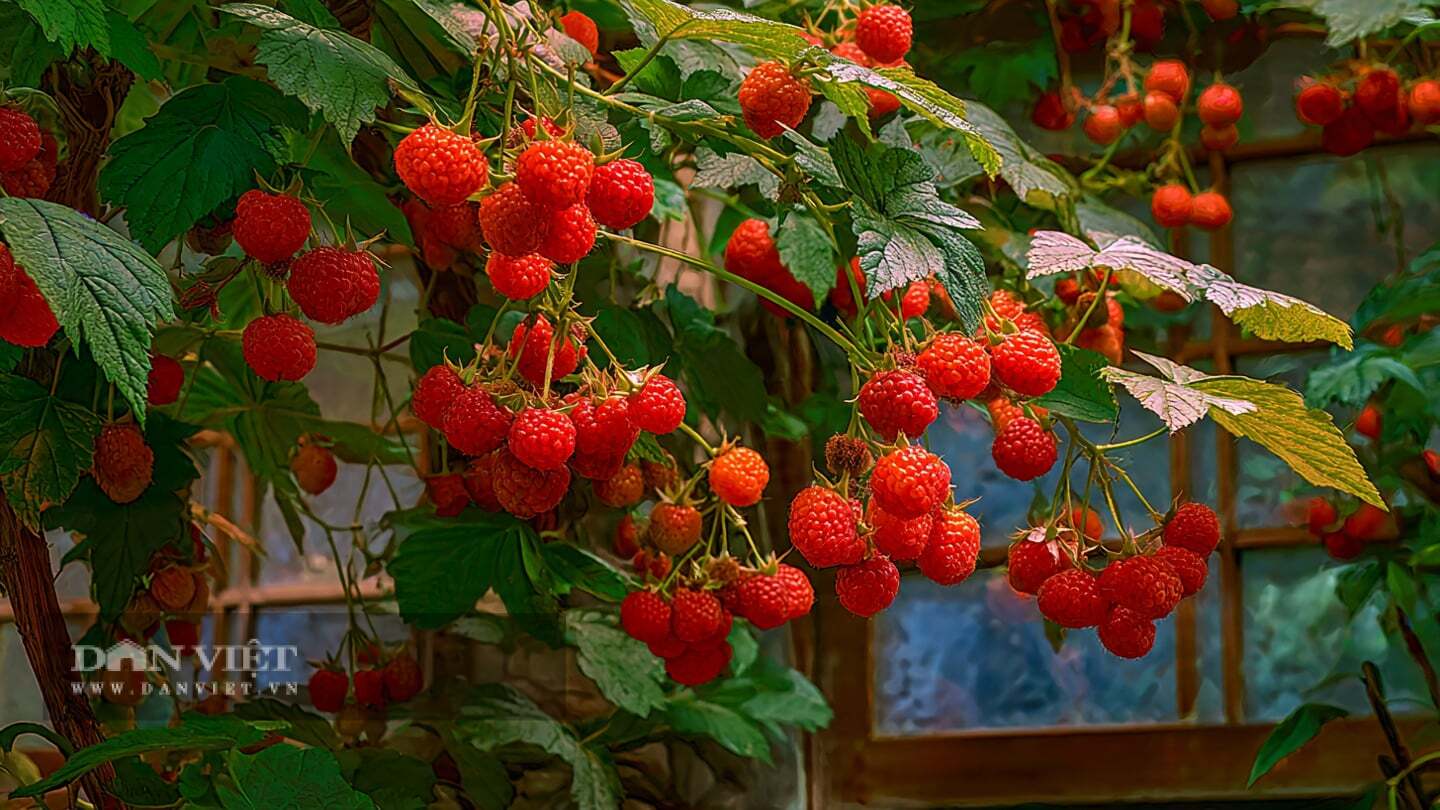 Cây cảnh phúc bồn tử hay còn gọi là cây mâm xôi