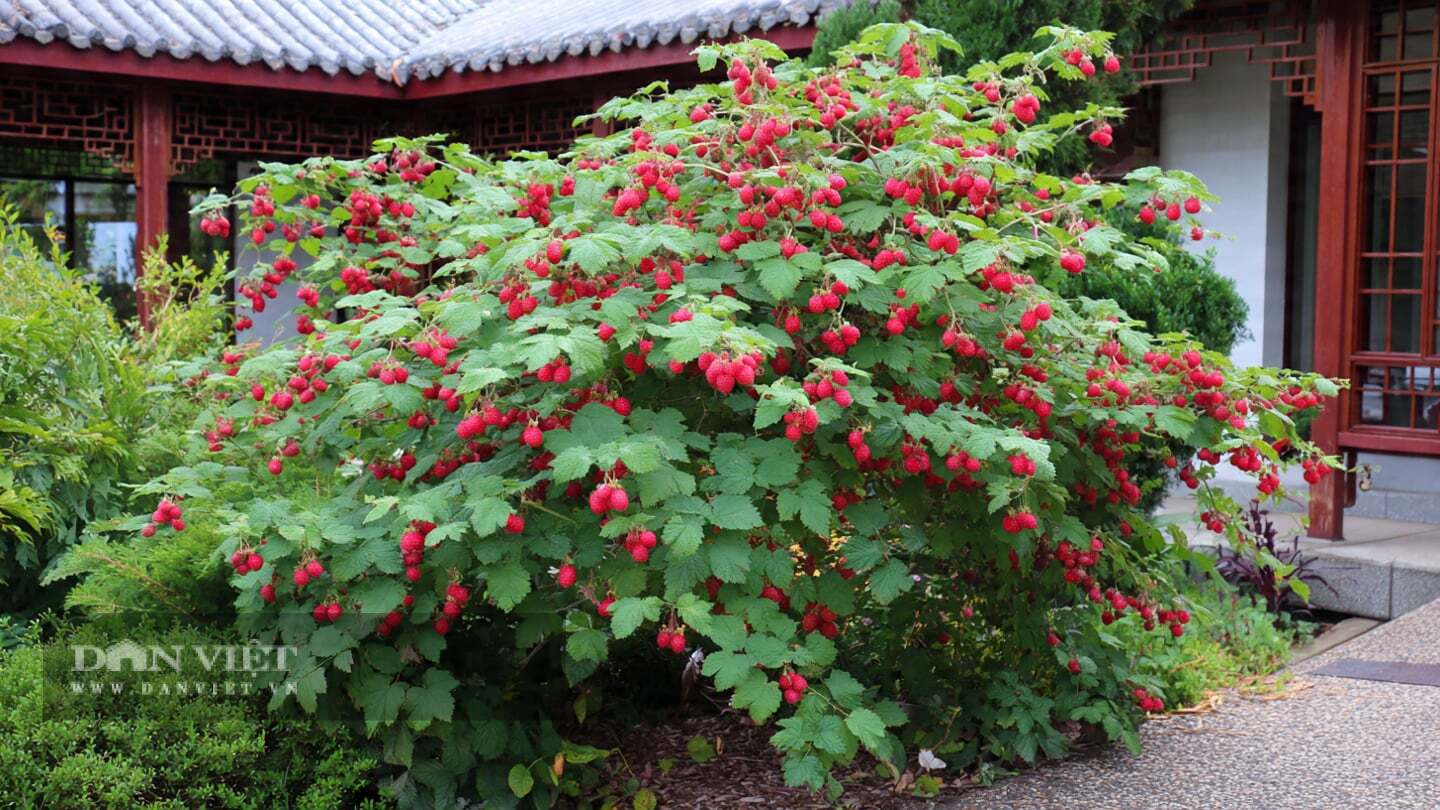 Cây cảnh cũng rất kháng bệnh