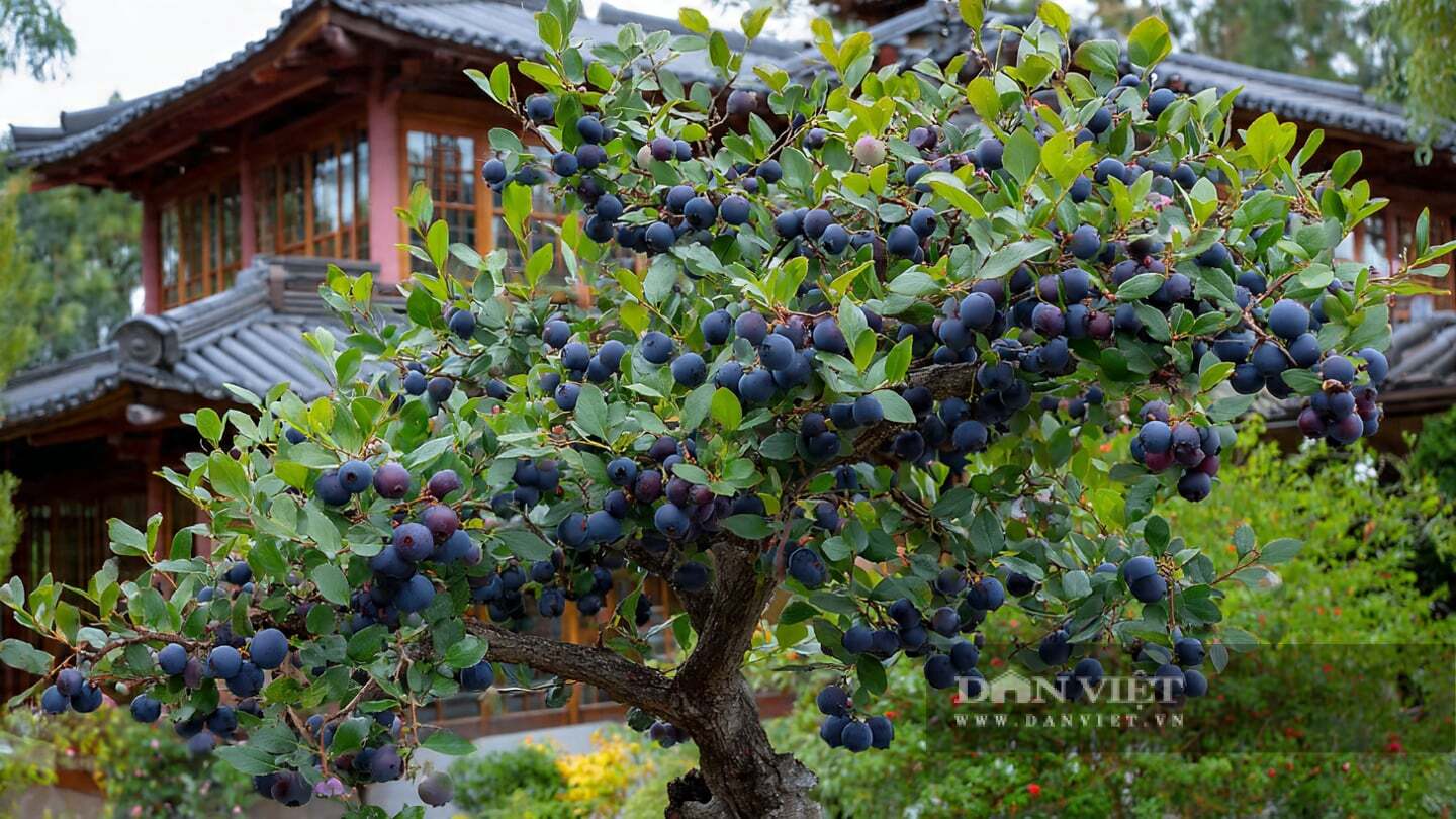 Cây cảnh này thường được trồng chậu, đặt tại ban công...