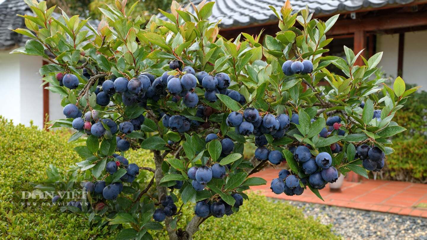 Vào mùa xuân, hãy chọn những cành non khỏe mạnh