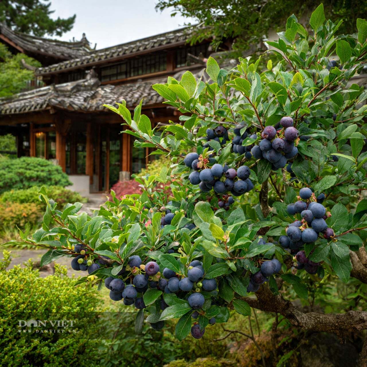 Quả việt quất tượng trưng cho sự may mắn