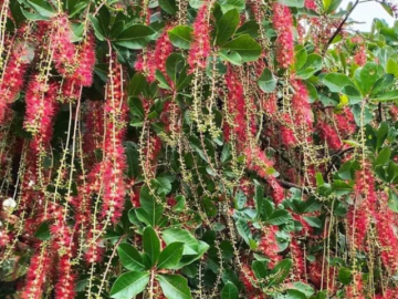 3 loại cây được cho là giúp hút tài lộc trước cửa nhà