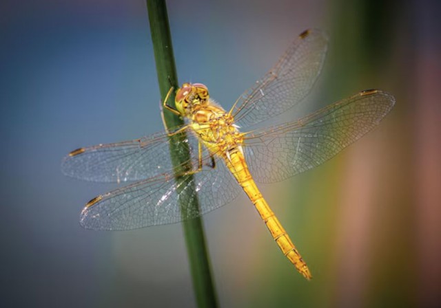 Người có ngày sinh Âm lịch kết thúc bằng số 6 giống như người hòa giải trong gia đình. Khi xảy ra mâu thuẫn, họ không chọn cách đối đầu mà ưu tiên lắng nghe và thấu hiểu. Ảnh minh họa