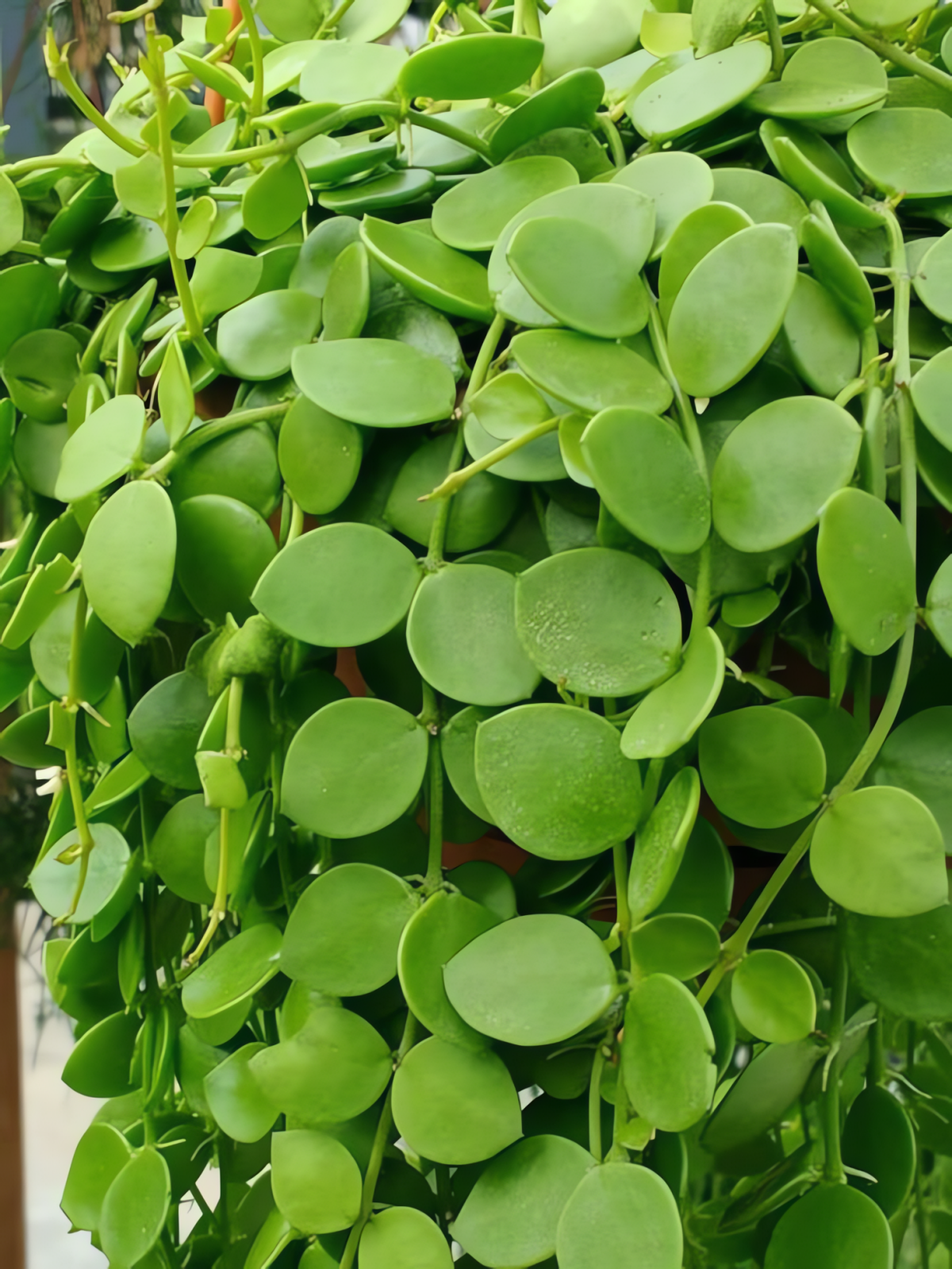 Cây cảnh nổi bật với những chiếc lá nhỏ, tròn