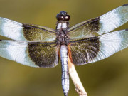 Eva tám - Số cuối ngày sinh Âm lịch của người khéo vun vén, gia đình luôn thuận hòa