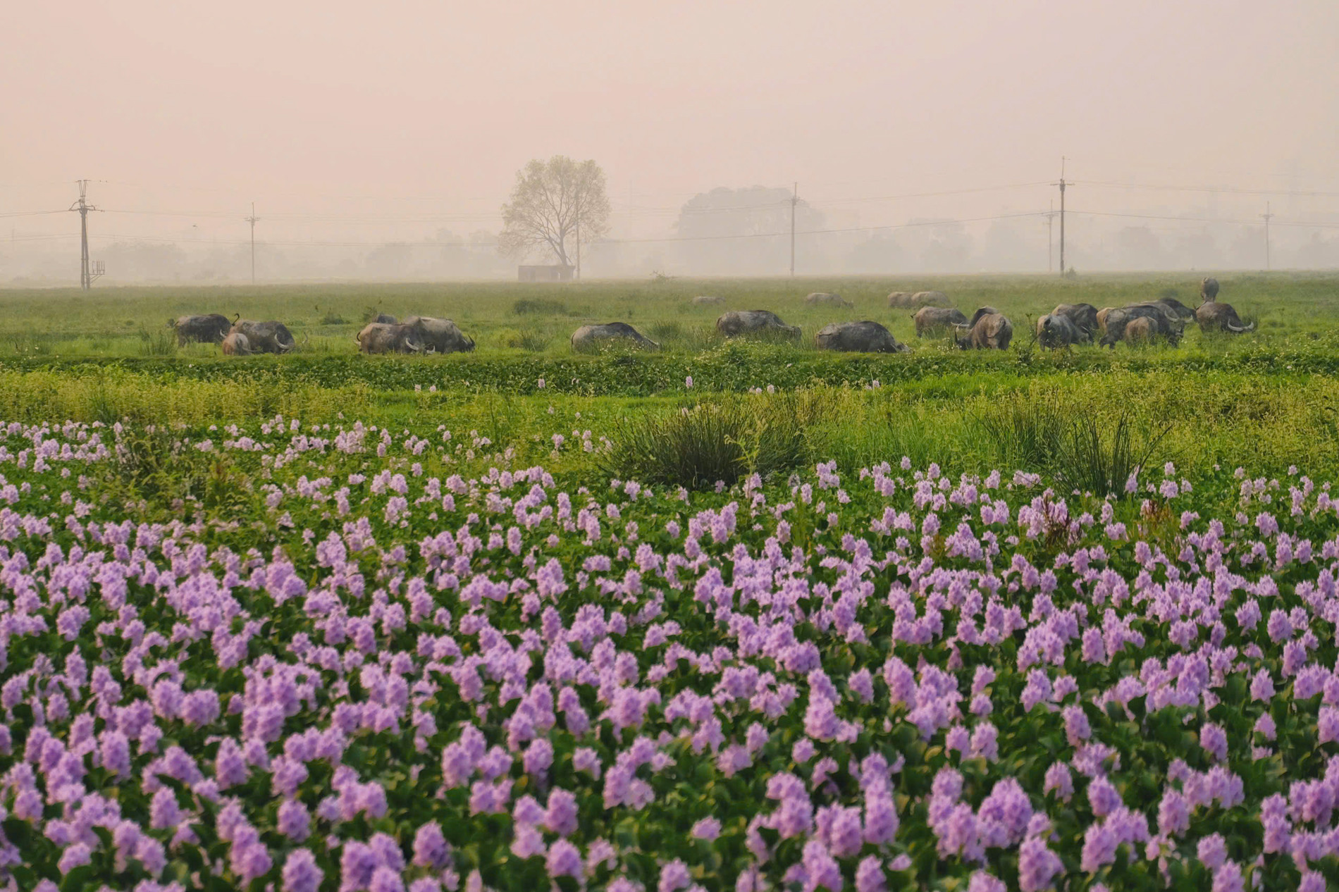 Hoa lục bình ở ngoại ô Hà Nội nở rộ, khách đi 16km tới chụp ảnh, đón hoàng hôn 25 Trong đời sống, cây lục bình được sử dụng làm thức ăn cho gia súc, ủ nấm rơm và làm phân chuồng. Ngoài ra, xơ lục bình sau khi phơi khô còn được bện thành dây, thừng và dệt thành chiếu hoặc các sản phẩm thủ công mỹ nghệ...