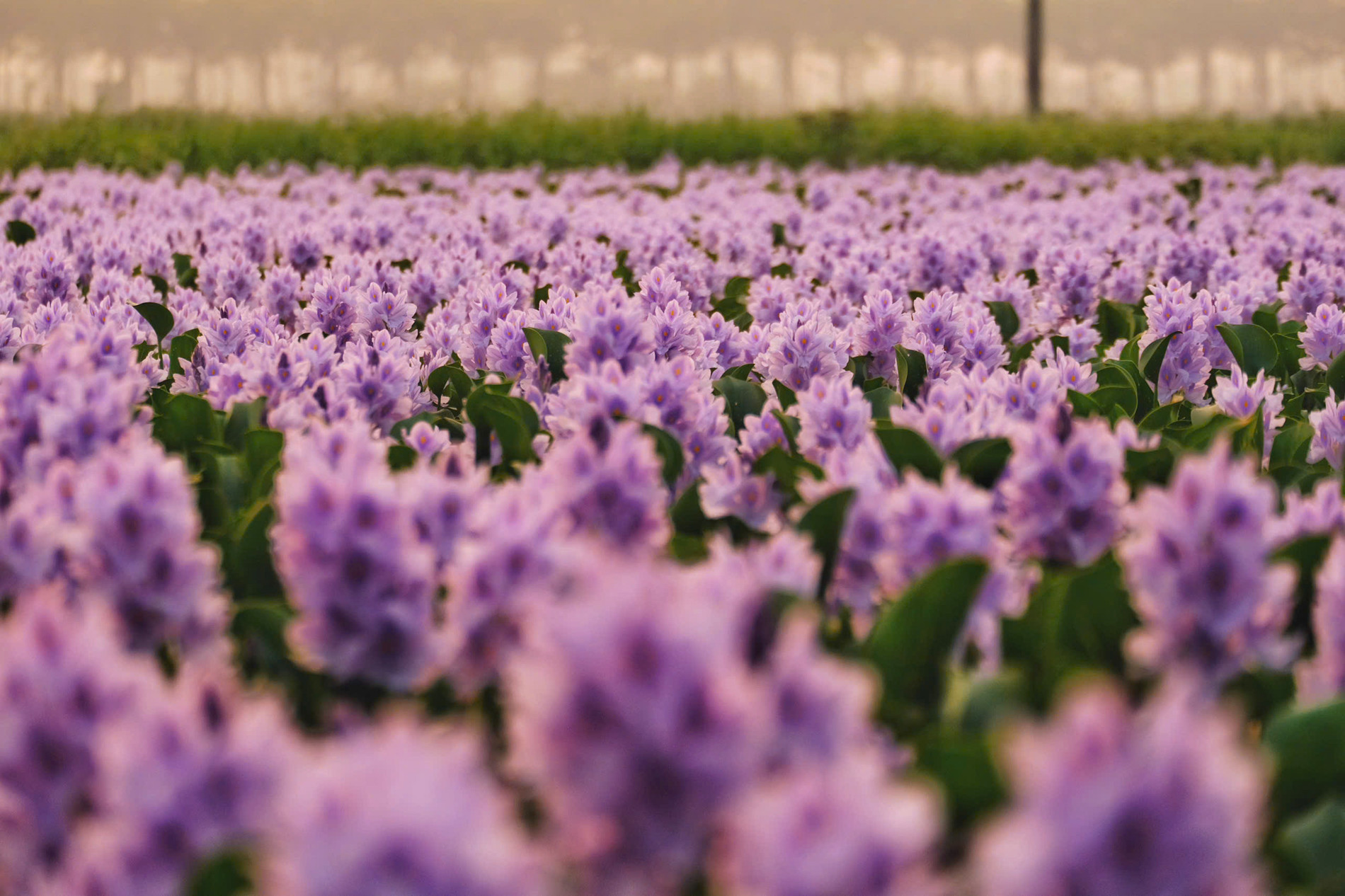 Hoa lục bình ở ngoại ô Hà Nội nở rộ, khách đi 16km tới chụp ảnh, đón hoàng hôn 20 Hoa lục bình thường nở trong một vài ngày. Sau khi hoa tàn, một đài hoa khác lại mọc lên và bung nở