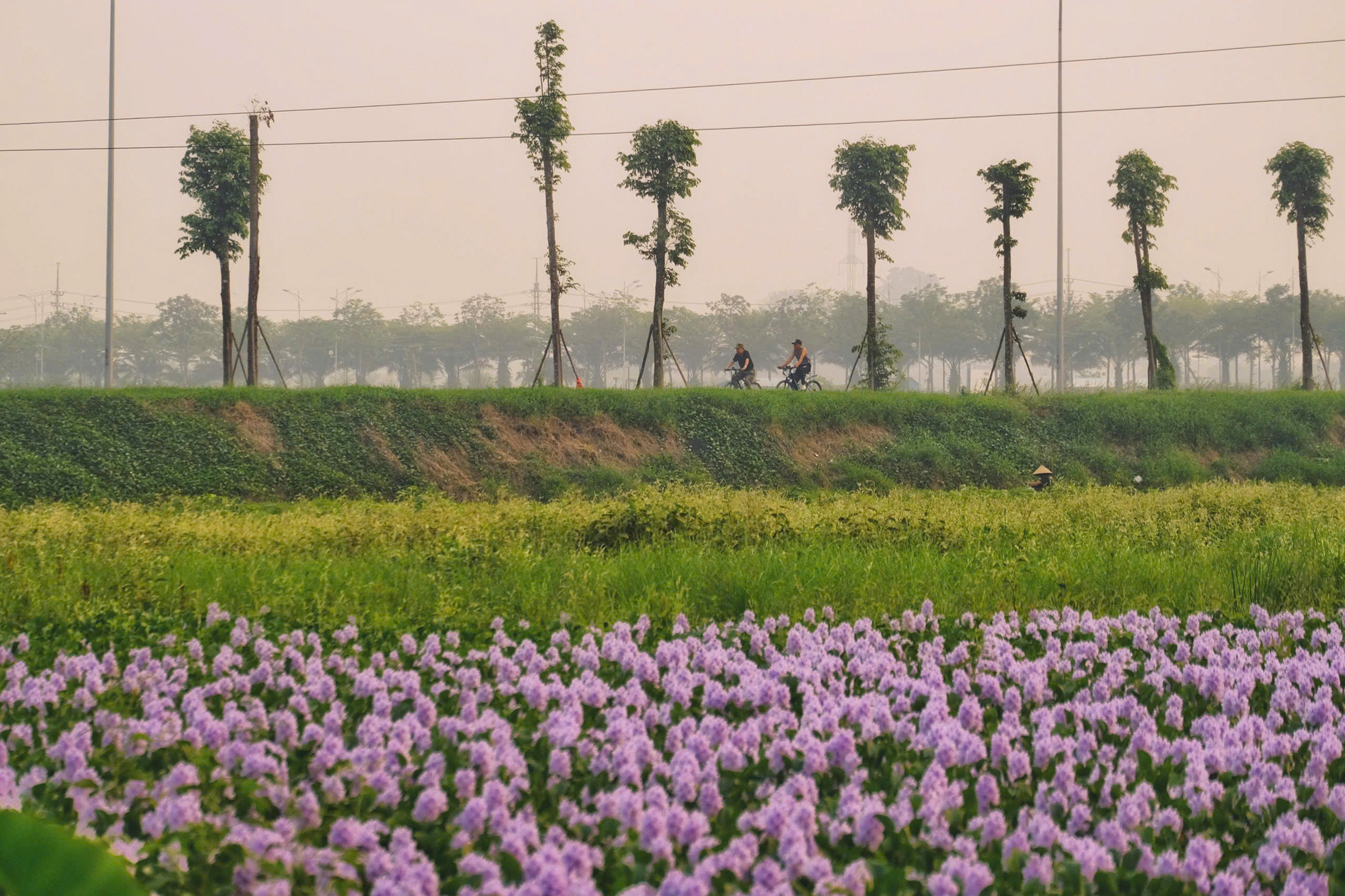 Hoa lục bình ở ngoại ô Hà Nội nở rộ, khách đi 16km tới chụp ảnh, đón hoàng hôn 24 Đường di chuyển tới cánh đồng hoa lục bình ở xã Tam Hưng rất thuận tiện