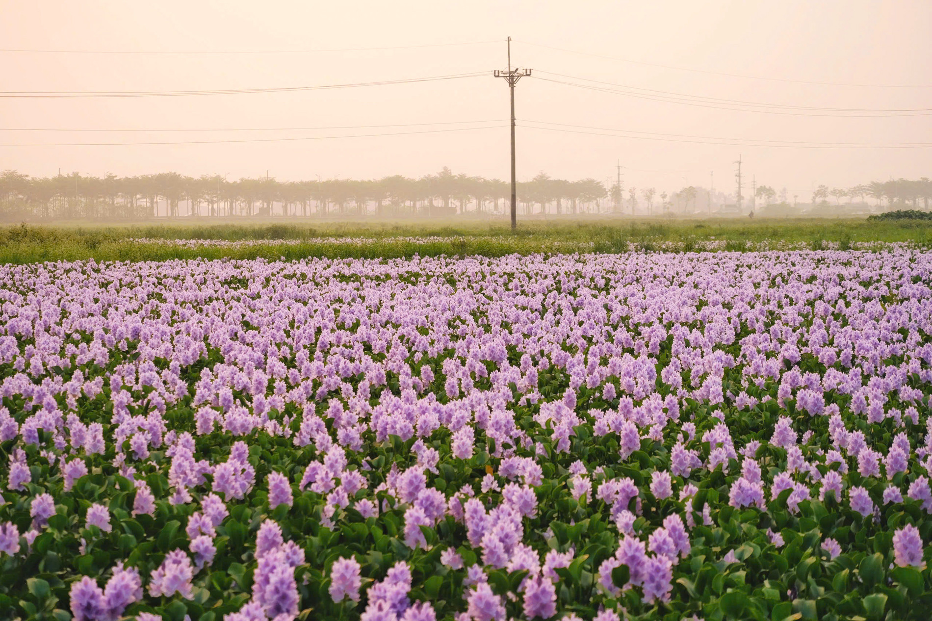 Sắc tím của hoa lục bình nổi bật giữa khung cảnh làng quê ở ngoại ô Hà Nội