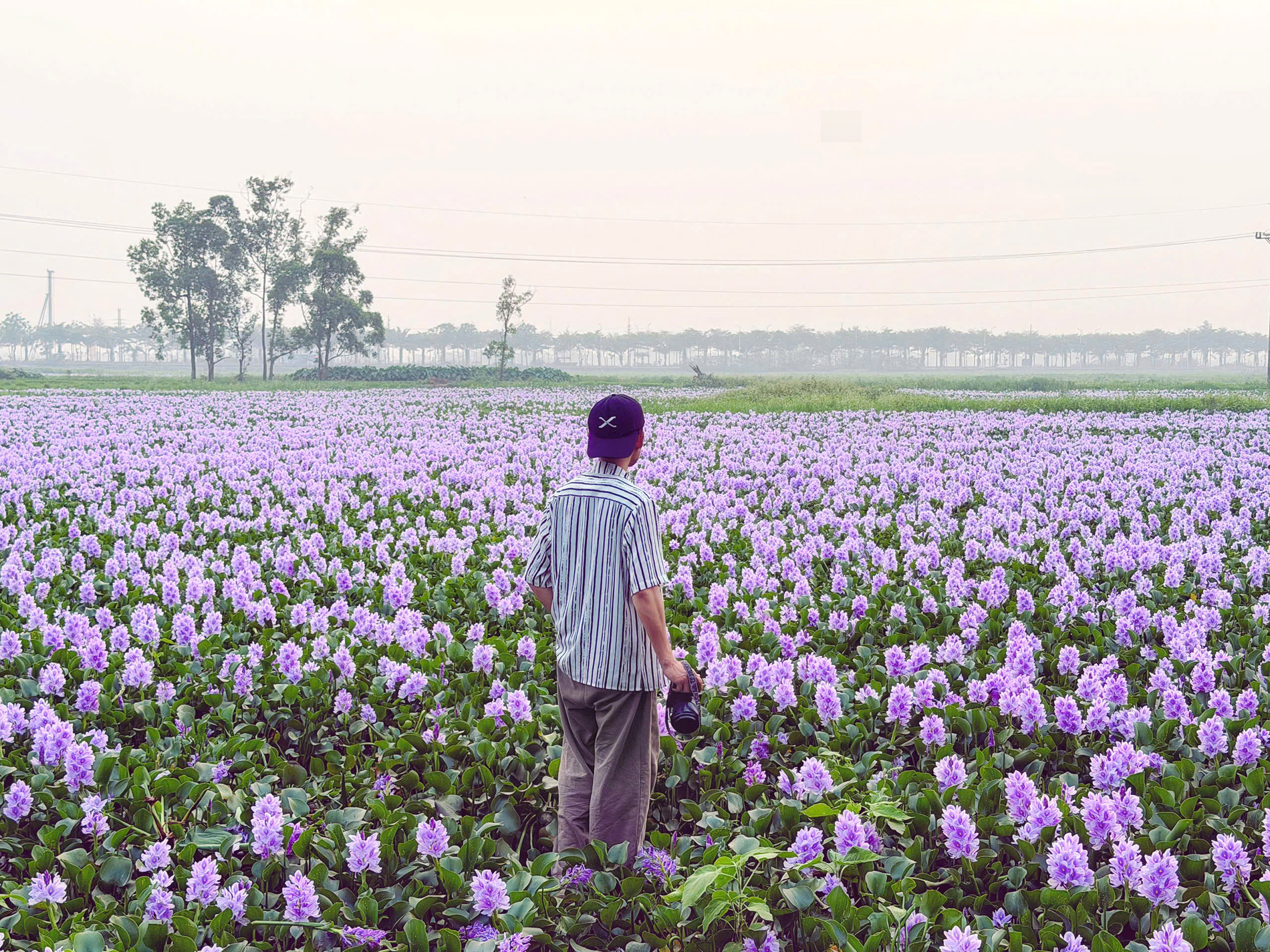 Hoa lục bình ở ngoại ô Hà Nội nở rộ, khách đi 16km tới chụp ảnh, đón hoàng hôn 22 Hoa lục bình ở ngoại ô Hà Nội nở rộ, khách đi 16km tới chụp ảnh, đón hoàng hôn - 3