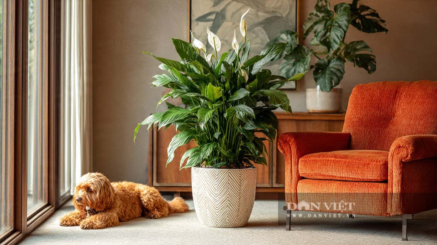 Việc tưới nước cho cây cảnh cũng rất dễ dàng.