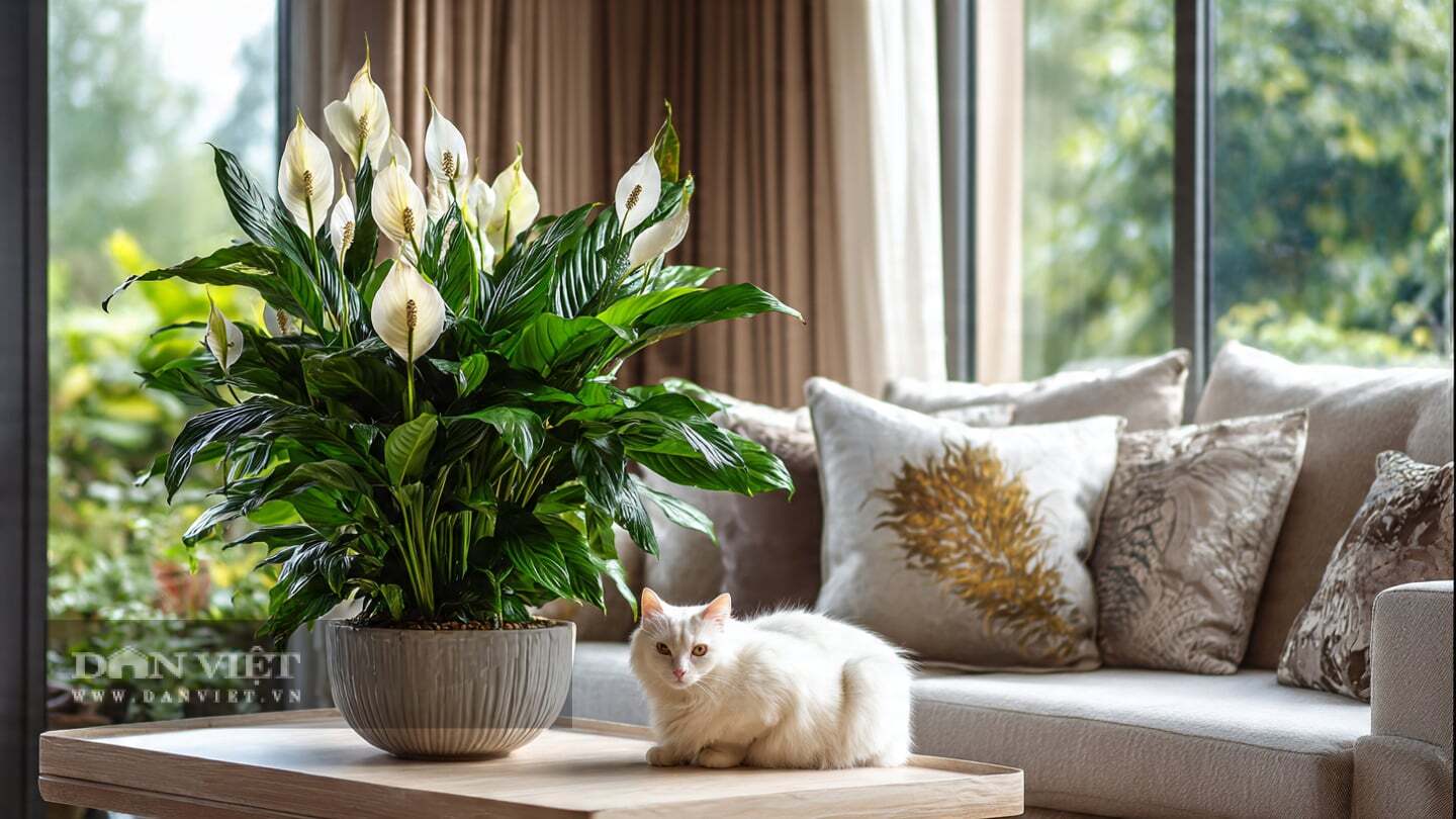 Nếu bạn đặt cây cảnh dưới nắng gắt, chỉ sau nửa ngày, lá sẽ héo rũ