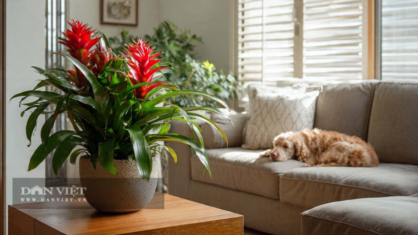 Bạn có thể tận hưởng vẻ đẹp của cây cảnh này trong nhiều năm.