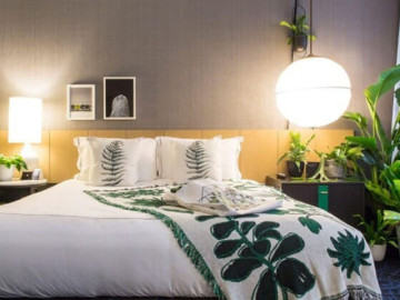 Để có giấc ngủ ngon, giảm stress, nên đặt cây này trong phòng ngủ