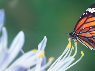 5 ngày sinh Âm lịch định sẵn "vàng son": Càng về già càng hưởng phúc lớn